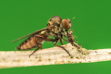 Lovely Robber Flies (Asilidae) eating insect