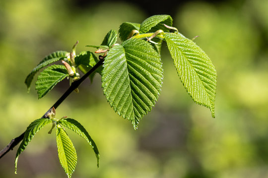 Young spring elm (Ulmus sp.) leaves