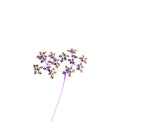 Fototapeta fleur  coloré minimaliste graphique fond blanc dentelle obraz