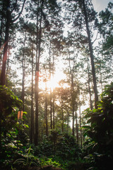 The sun in the morning with the nature, forests and coffee trees.