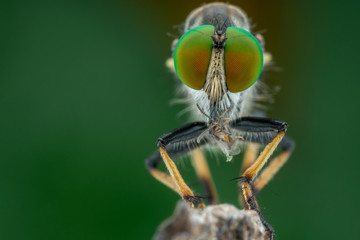Robberfly Portrait with big eyes