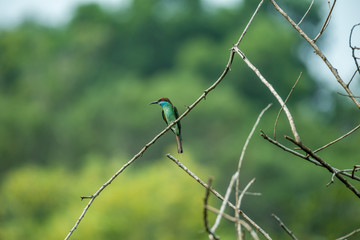 lovely Blue-throated Bee-eater perched
