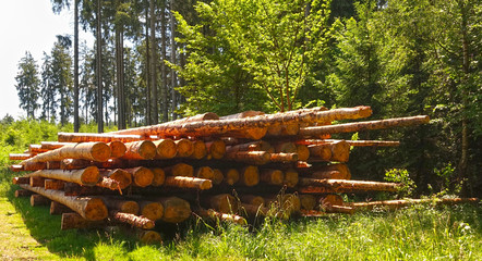 Pile of tree trunks in a forest