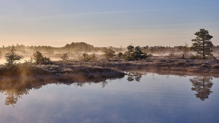 Misty Autumn morning in a marsh lake and pine trees near the lake