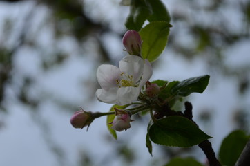 apple blossoms in spring on white background