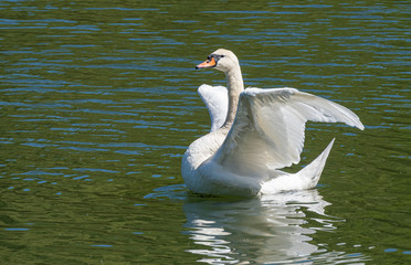 White Swan on a lake spreading his wings