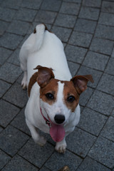 A cute smiling dog is waiting for aport. A Jack-Russel terrier wants to play. White-brown coloured dog with a pink tongue
