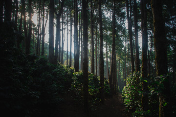 The sun in the morning with the nature, forests and coffee trees.