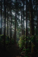 Obraz premium The sun in the morning with the nature, forests and coffee trees.