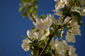 apple blossoms in spring on white background