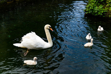 una famiglia al completo