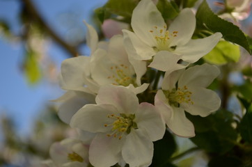 apple blossoms in spring on white background