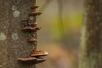 Mushrooms on a tree trunk in the forest