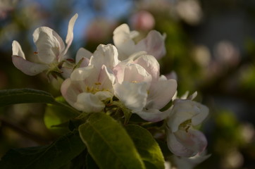 apple blossoms in spring on white background