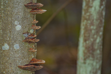 Mushrooms on a tree trunk in the forest
