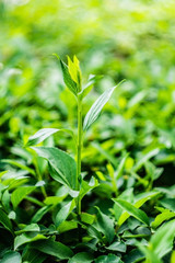 Green tea bud and fresh leaves. Tea plantations. Green tea leaves on a natural blurred background. Microgreen. Selective focus.
