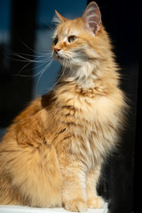 portrait of a cute ginger cat at home in the sun
