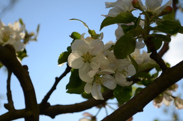 apple blossoms in spring on white background