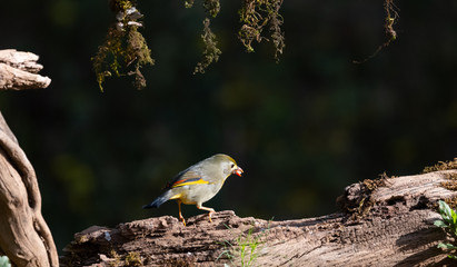 Red-billed leiothrix bird with food in the beak perching on tree