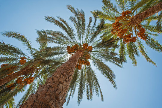 Large date palm tree abstract view looking to the sky