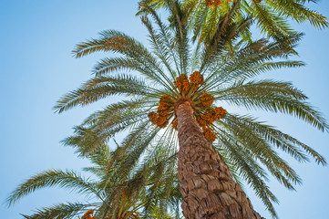 Large date palm tree abstract view looking to the sky