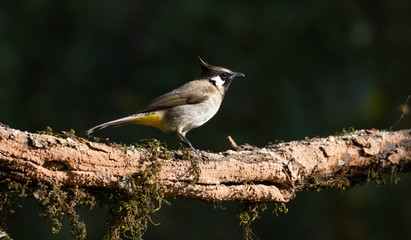 Obraz premium Himalayan Bulbul bird photographed in Sattal