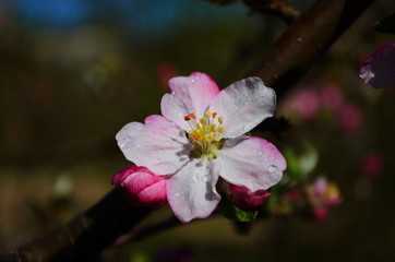 apple blossoms in spring on white background