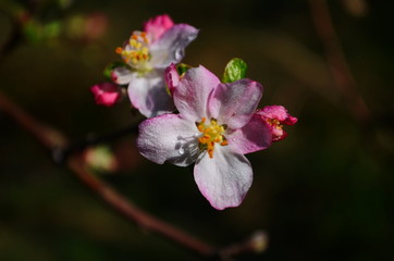 Fototapeta na wymiar apple blossoms in spring on white background