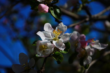 apple blossoms in spring on white background