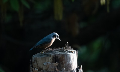 Chestnut bellied nuthatch (Sitta cinnamoventris) on tree at Sattal