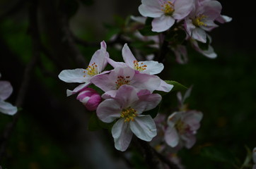 apple blossoms in spring on white background
