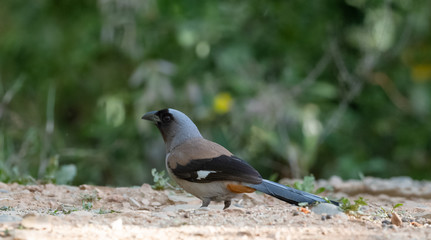 Beautiful bird, Grey Treepie (Dendrocitta formosae) Bird photographed in Sattal