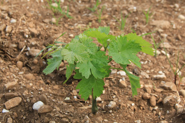 Young fresh Vine plants growing in the field on a sunny day. Vitis vinifera cultivation
