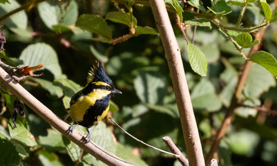 Himalayan Black-Lored Tit bird perching on tree in Sattal