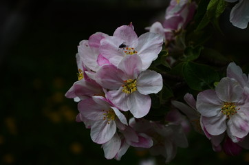 apple blossoms in spring on white background