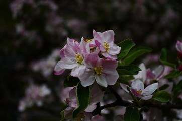 apple blossoms in spring on white background