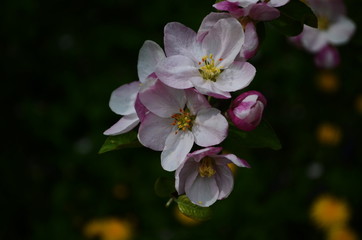 apple blossoms in spring on white background
