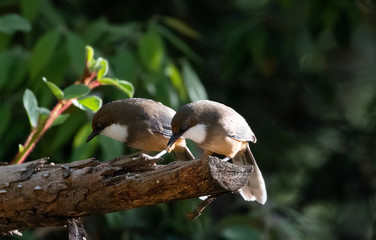 White Throated Laughing Thrush bird photographed in Sattal, Uttarakhand, India