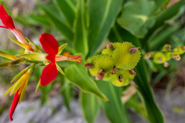 wild and red flower