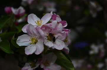 apple blossoms in spring on white background