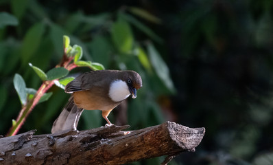 White Throated Laughing Thrush bird photographed in Sattal, Uttarakhand, India