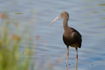 Glossy Ibis resting in the marsh.