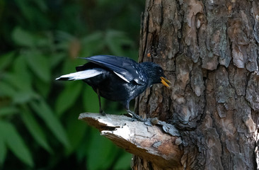 The Blue Whistling Thrush bird perching on tree in Sattal