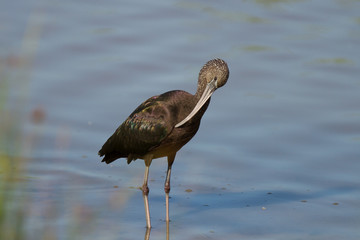 Glossy Ibis resting in the marsh.