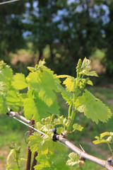 Close-up of Vine plants growing in the vineyard in the northern Italy countryside on a sunny day. Vitis vinifera cultivation
