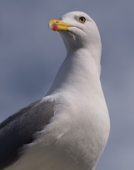 close up of a seagull