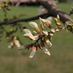 Fototapeta na wymiar New fresh black locust blossoms growing on branch. Robinia pseudoacacia tree in bloom on springtime 