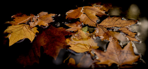 fallen autumn leaves