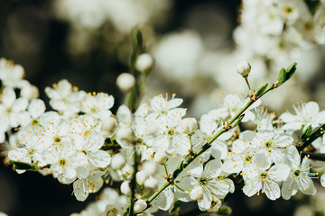 Cherry tree in spring bloom