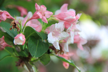 Weigelia florida bush in bloom on springtime. Beautiful light pink flowers of Weigelia in the garden
